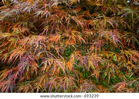 purple leaves of japanese maple