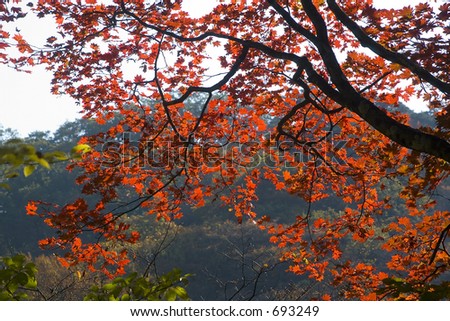 purple leaves of japanese maple