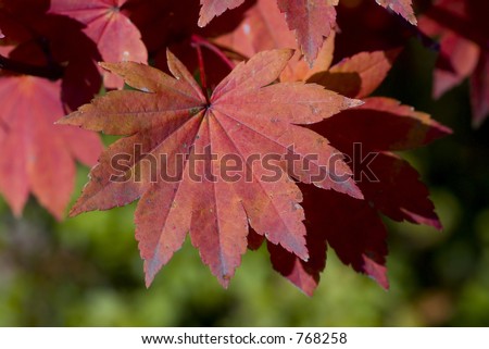 Purple japanese maple leaves