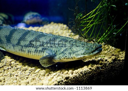 close of a flat sea-bed fish