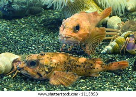 exotic orange fish