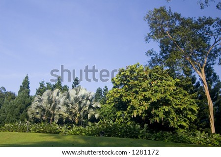 Golf course next to tropical rain forest