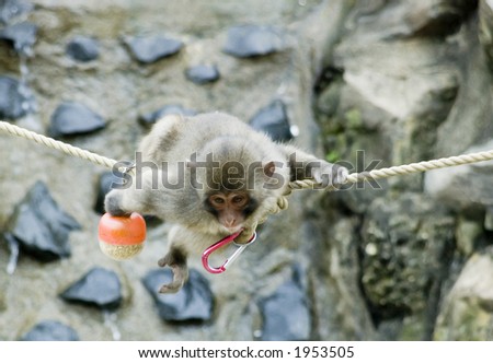 Baby monkey playing with red toy on the rope