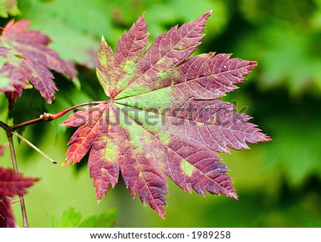 Purple and green Leaf of Japanese Maple
