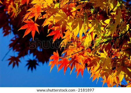 Fantastic colors of japanese maple tree