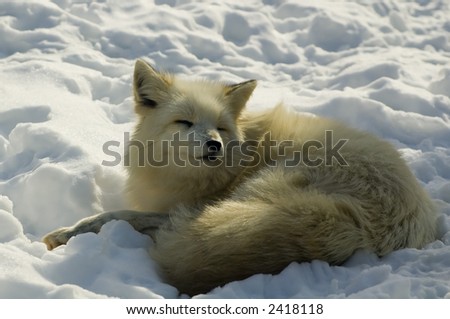White japanese fox in winter