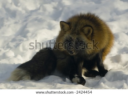 Red japanese fox in winter