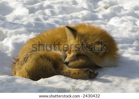 japanese fox in winter