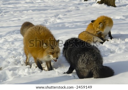 Male Foxes