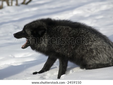 Grey japanese fox in winter