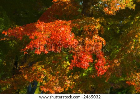 Fantastic colors of Japanese maple tree