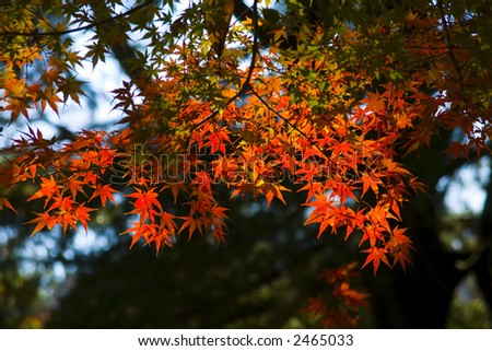 Fantastic colors of Japanese maple tree