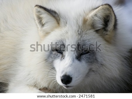 Beautiful japanese fox closeup