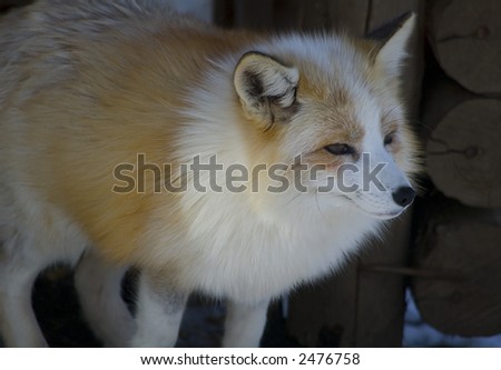 Beautiful japanese fox closeup