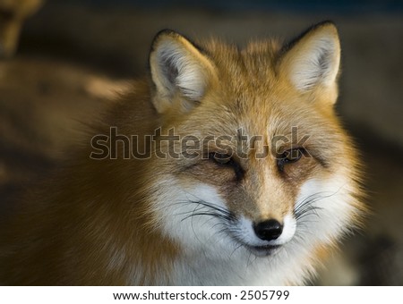 Japanese red fox