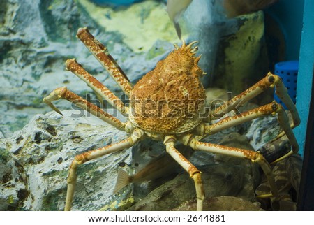 Big crab and fishes