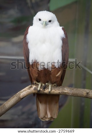 bird with white chest and brown wings