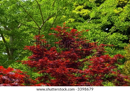red japanese maple leaves. japanese maple tree a set