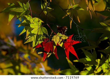 Fantastic colors of japanese maple tree