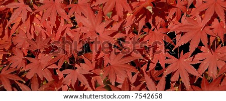 Red leaves of japanese maple