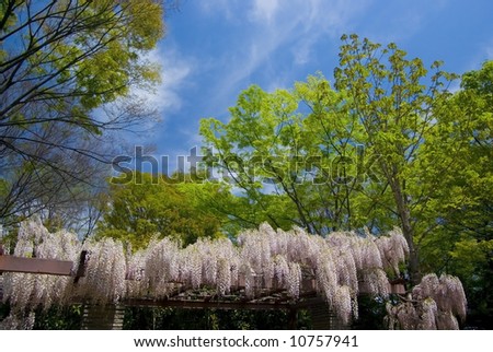 Young greenery and white wisteria flowers
