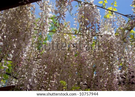 Background of cascading white wisteria flowers