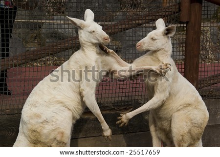 Big white kangaroos fighting