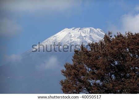 Big brown fall tree and mountain Fuji, Japan in November