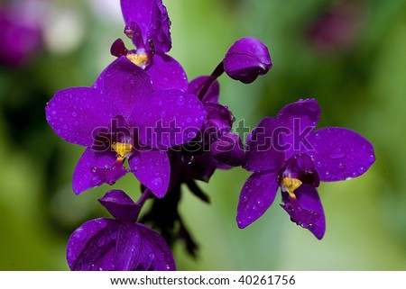 Deep purple orchids with water drops, Singapore botanical garden