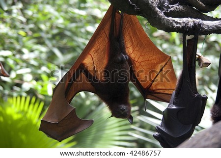 Brazilian Fruit Bat