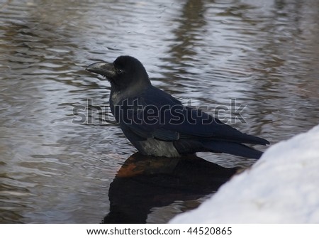 Japanese raven bathing in the pond