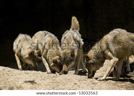 Young lively wolfs take their everyday vitamin supplement