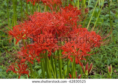 Spider Lily (Higanbana) - splashes of brilliant red, blooming in Japan in late September