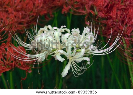 White Spider Lily (Higanbana)  blooming in Japan in late September