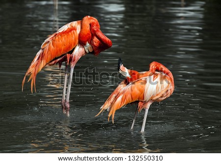 Colorful flamingos bathing in the river