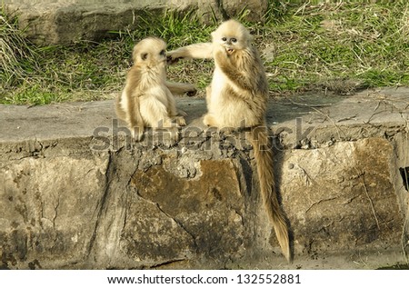 Baby Golden Monkeys have fun in Shanghai Wild Animal Park, China.