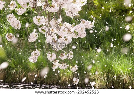 Cherry blossom petals on natural background