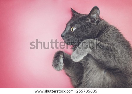 grey funny cat posing on the pink background