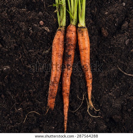 fresh raw carrot on the soil background