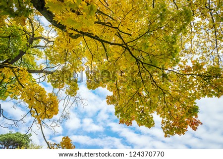 Trees with colored leaves in autumn with blue sky and white clouds