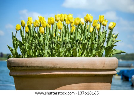 clay pot with yellow flowers in the sun and blue sky with clouds in Chiemgau, Germany