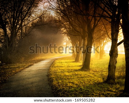 Image of a path with trees, meadows and sunbeams