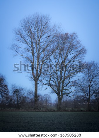 Trees in evening mood after sunset