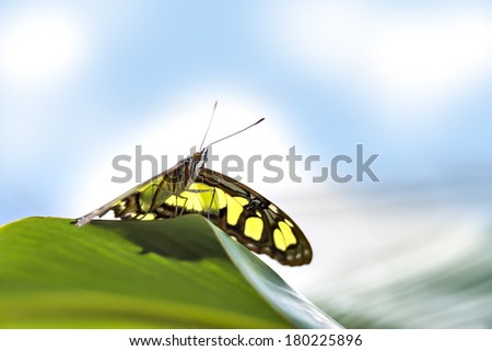 Picture of butterfly papilio on a green leave with blue sky