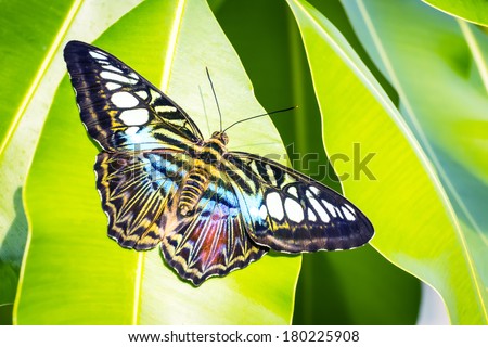 Image of butterfly Morpho richardius on a green leave