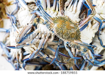 Closeup of a fresh crab at the fish market in Oman