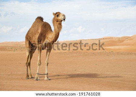 Image of camel calf in desert Wahiba Oman