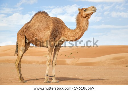 Image of camel in desert Wahiba Oman