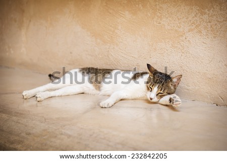 Young tired cat lies on a wall in Oman