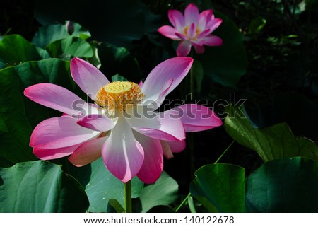 two fully bloomed pink lotus flower standing out from the lotus leaves, one of which is in the background.